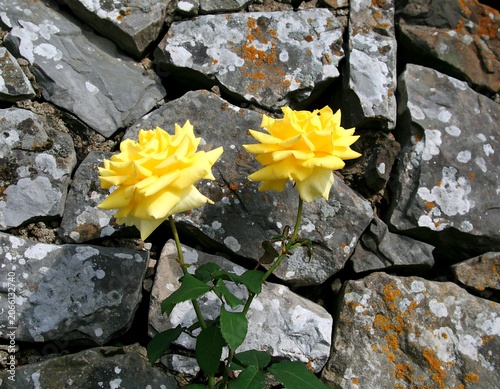 Yellow roses on a stone wall