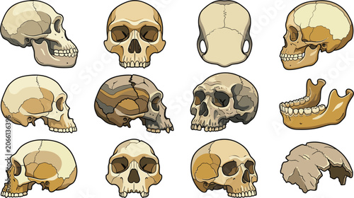 Human Evolution and Anthropology Skull Vector Icon Set Featuring Ancient Hominid Fossils Neanderthal Craniums Jawbone and Modern Anatomy for Science Education