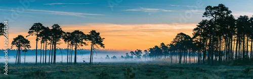 Panel kuchenny z motywem Panoramic misty pine forest silhouette at dawn with a dramatic teal and golden sky for nature background and wilderness travel imagery