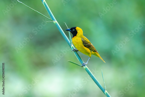 Obraz na płótnie Male lesser masked weaver (Ploceus intermedius) perched on a green reed stem against a soft blurred background, Kruger National Park, South Africa