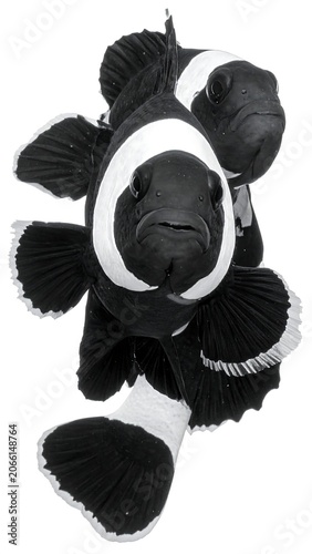 A black and white image of a fish with distinctive stripes on its body