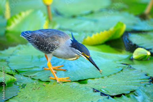 Canvastavla Little heron (Butorides striata) standing on a large green lily pad and catching a dragonfly in its beak, Kruger National Park, South Africa