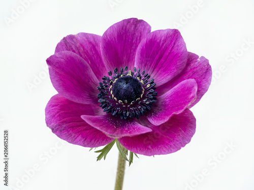 Close-up of a purple anemone flower isolated on white background. Perfect for floral design, botanical concepts, spring themes, and nature-related visuals.