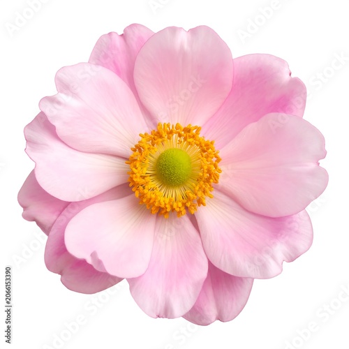 A beautiful pink flower with delicate petals and a yellow center