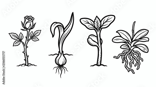 Obraz na plátně Diverse Plant Growth Stages: Rose, Bulb, Seedling, Orchid