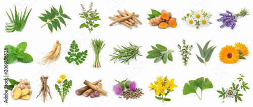 Collection of diverse medicinal plants and herbs for natural remedies and wellness