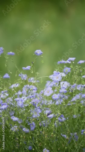 Delicate blue flowers fill a vibrant green meadow. The blossoms stand tall, bathed in natural light, showcasing the serene beauty of a peaceful summer day outdoors.