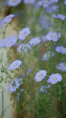 Blue flax flowers bloom in a lush garden. Green stems and developing buds surround the delicate petals. A small caterpillar crawls on one flower, enjoying the sunny day.