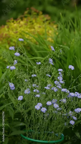 Delicate light blue flax flowers bloom with slender green stems in an outdoor garden. Lush green and yellow foliage creates a soft background, showing natural beauty during the day.
