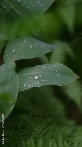 Glistening water droplets rest on broad green leaves. The natural setting features blurred fern-like plants in the background, creating a refreshing view after rainfall or during early morning dew.