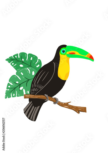 Toucan bird sitting on a tree branch with monstera plant leaves isolated on transparent background. Flat style, png.