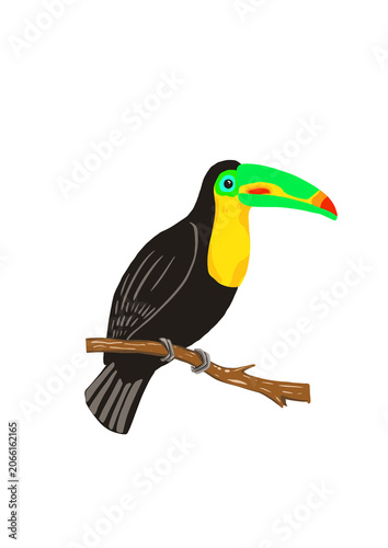 Toucan bird sitting on a tree branch isolated on a transparent background. Flat style, png.