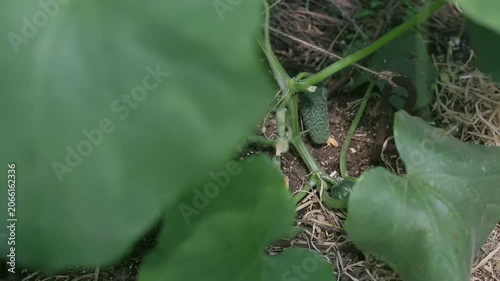 Young cucumber growing on vine under large green leaves in garden soil. Organic vegetable cultivation video. Home gardening and agricultural production concept