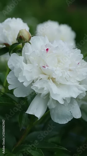 Observe a beautiful white peony bloom and a developing bud in a garden. The flower shows intricate white petals with slight red markings, set against a soft, green background on a bright day.