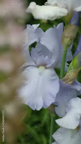 A beautiful light blue and white iris flower with a yellow center blooms brightly. Green foliage and other soft flowers blur in the background on a sunny day.