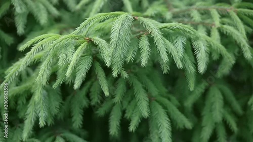 Detailed close up of bright green spruce tree branches and soft needles. Natural light highlights the vibrant color in an outdoor forest environment during daytime.