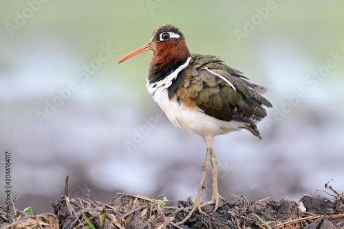 funny bird making its feather fluffy during foraging in morning light, female Greater painted-snipe