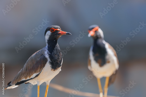 Konstfotografi Red wattled lapwing standing with another bird in background