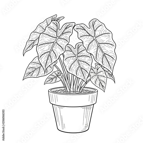 Potted Elephant Ear Plant Line Drawing.