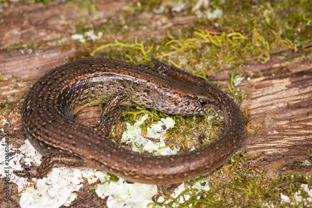 Fototapeta premium Close up of a common skink, Oligosoma polychroma, also known as the northern grass skink, which is a species of skink native to New Zealand