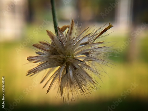 Quadro su tela Macro close-up of dry Tridax procumbens seed head with fluffy pappus against war