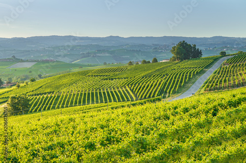 Stunning panoramic view of endless green vineyards and rolling hills in the Langhe wine region, Piedmont, Italy. Scenic countryside landscape with a rural road at sunset.