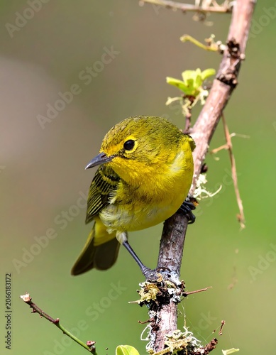 Yellow bird perched on branch