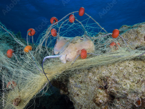 Stingrays caught in ghost nets