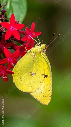 Yellow butterfly perched on a cluster of vibrant red star-shaped flowers against a blurred green background
