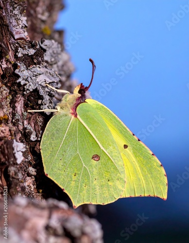 Yellow butterfly on tree trunk