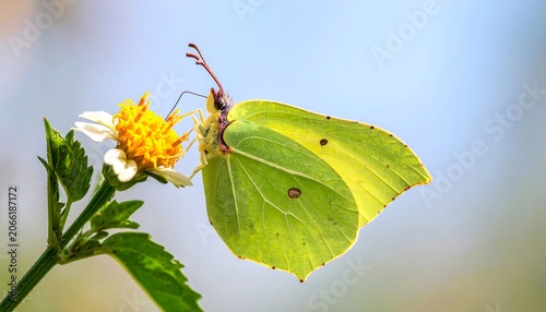 Yellow butterfly rests on a white and yellow flower, against a blurred sky