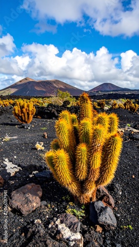 Yellow cactus stands out against black volcanic rock, with volcanos under a blue sky dotted with fluffy clouds