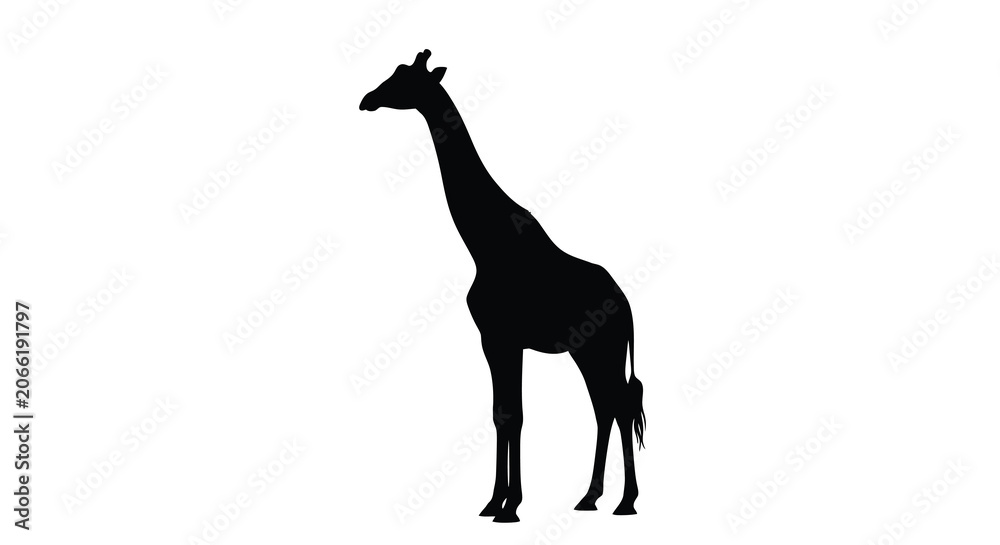 Fototapeta premium Giraffe Silhouette Against A White Background african