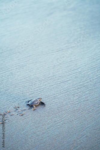 Baby Sea Turtle On Pale Sand