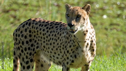 Canvas Print Alert Cheetah Standing in a Sunny Green Grass Field