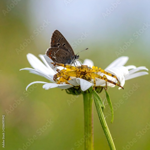 A brown butterfly perches on a white daisy's yellow center