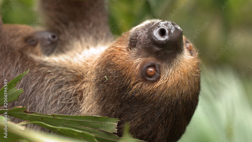 Fototapeta premium Close-up of a Two-Toed Sloth Looking Up in the Jungle