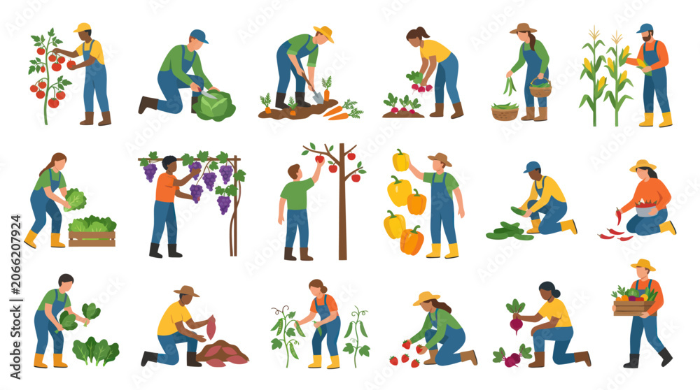 Fototapeta premium Agriculture Farming: Flat Vector Illustration of People Harvesting Diverse Crops Vegetables