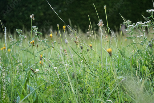 Fotografía Hohe wilde Blumenwiese mit gelben Blüten im Sommer