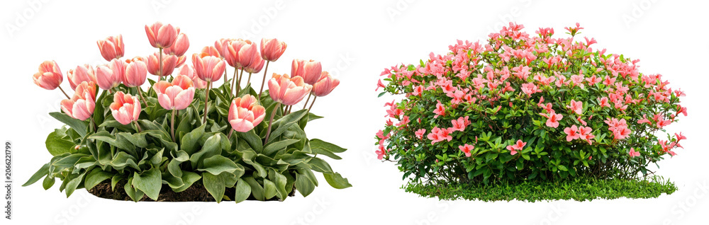 Obraz premium PNG Vibrant pink tulips and azalea bush in full bloom, transparent background