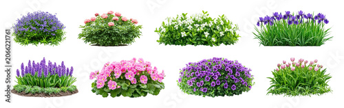 PNG Vibrant garden flowers in full bloom, transparent background