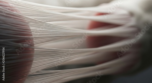 A detailed view of white fibrous structures resembling tendons or ligaments