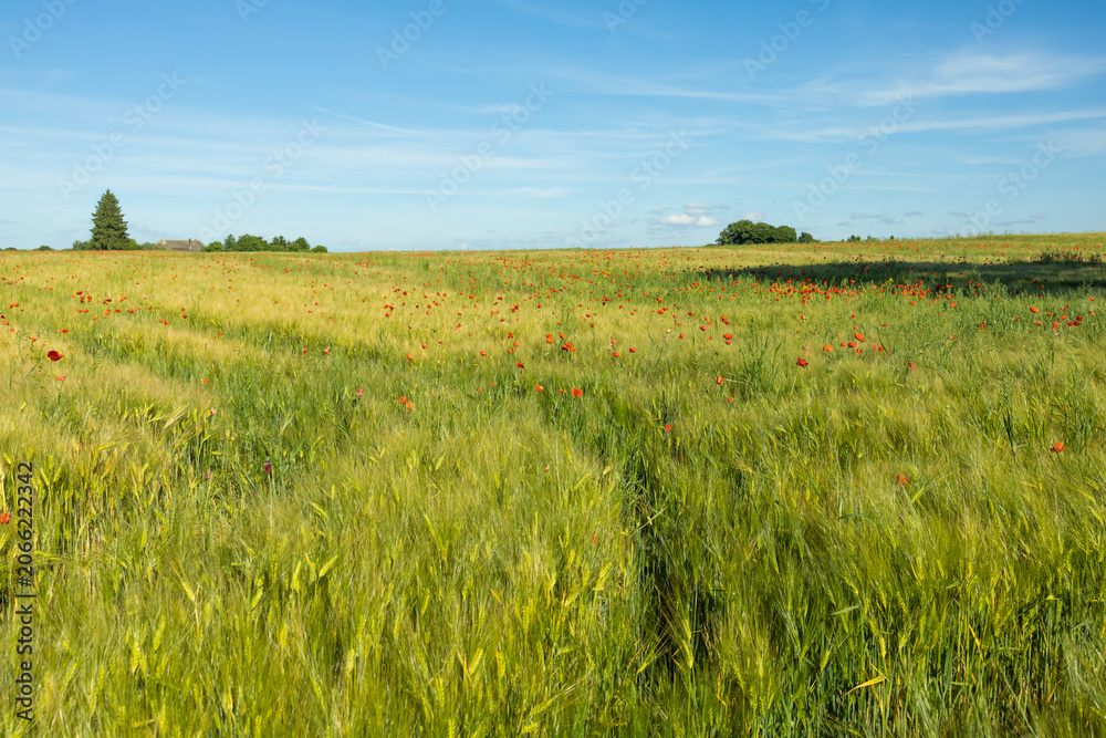 Obraz premium Green Barley Field Landscape with Natural Path Under Blue Sky. Wide countryside landscape featuring a lush green barley field with a visible track leading through the crop. 