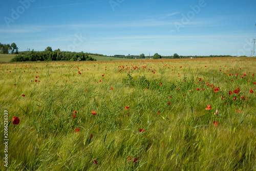 Blooming Red Poppies Scattered Across Green Grain Field Under Clear Blue Sky. A broad agricultural field covered with green grain crops and accented by scattered red poppy flowers. 