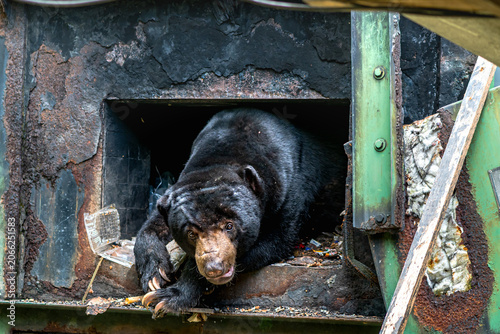 Foto Wild sun bear sleeping peacefully inside restaurant garbage bin at national park