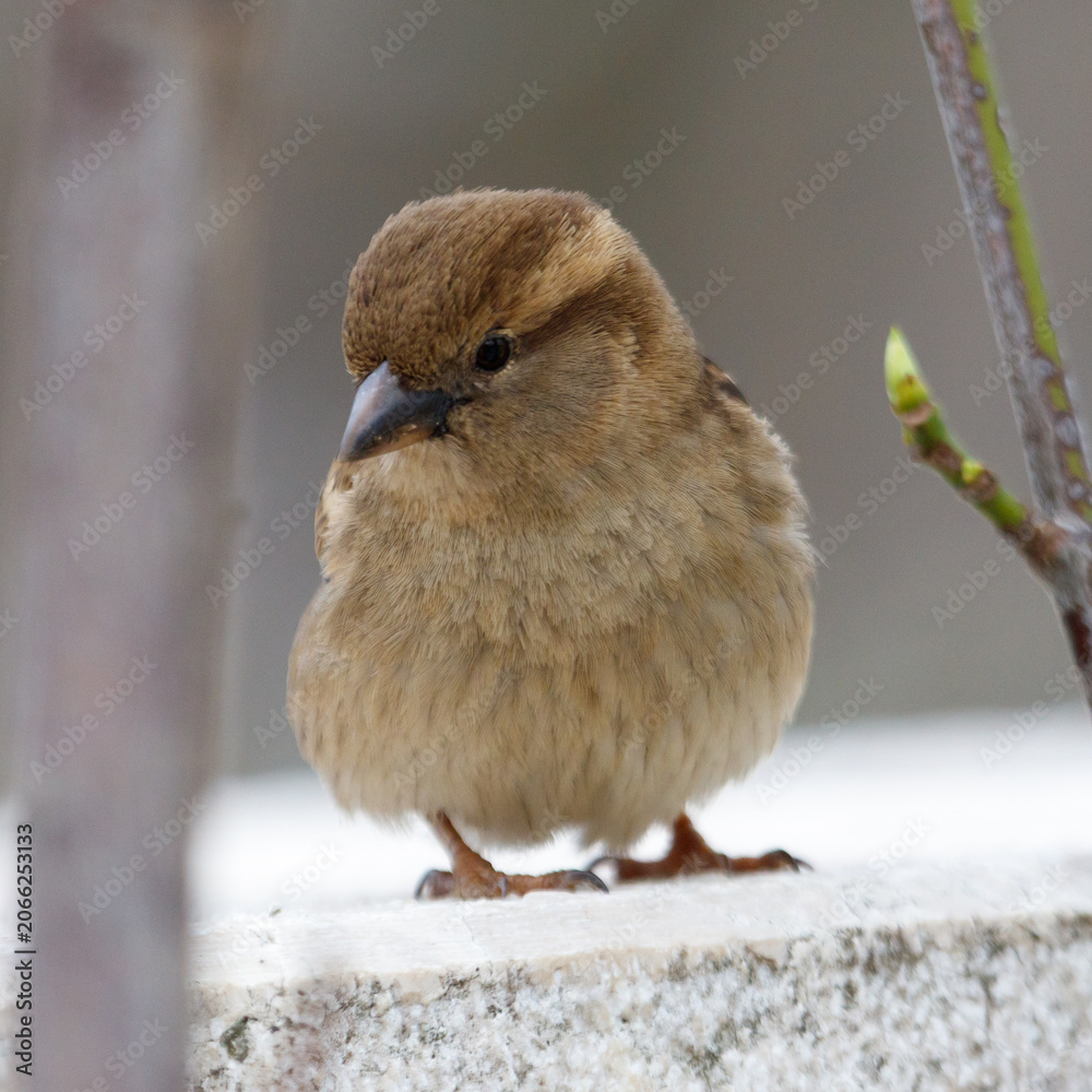 Obraz premium Tiny brown sparrow perches calmly on stone ledge