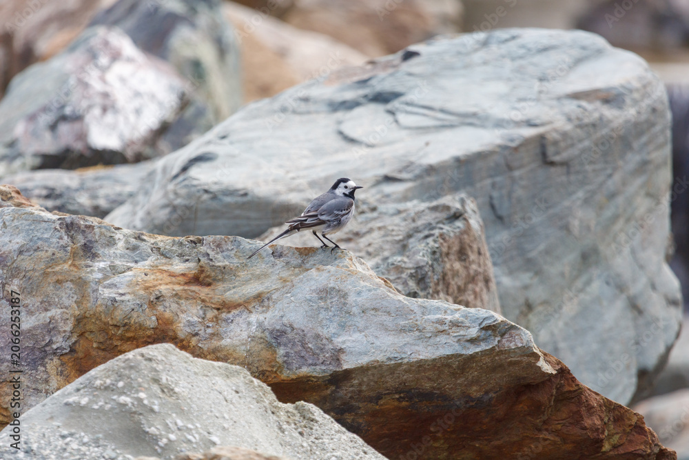 Obraz premium Small bird perches on weathered rocks