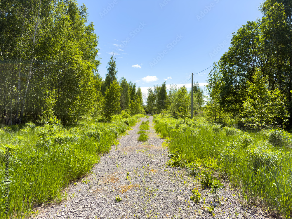 Obraz premium Gravel path winds through lush green trees