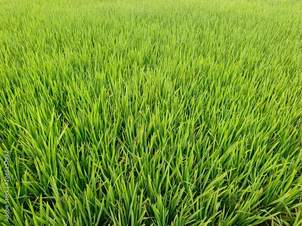 Obraz premium Green Rice Field Agricultural Crop Green Rice Crop Growing In Agricultural Field Lush Paddy Field In Natural Farm Landscape Healthy Rice Plants In Sustainable Agriculture Fresh Green Rice Field Backgr