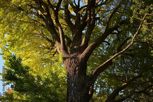 Photography 陽光に照らされる大木の幹と緑の葉が広がる自然風景  
Sunlit tree trunk and green foliage in a peaceful nat